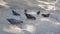 Feeding birds Group of Rock Dove Pigeons eating a piece of bread on the street