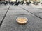 Feeding Birds with Sunflower / Kernel Seeds in Istanbul Streets. / Turkey.