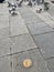 Feeding Birds with Sunflower / Kernel Seeds in Istanbul Streets. / Turkey.