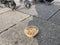 Feeding Birds with Sunflower / Kernel Seeds in Istanbul Streets. / Turkey.