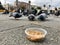 Feeding Birds with Sunflower / Kernel Seeds in Istanbul Streets. / Turkey.