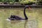 Feeding black swans