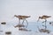 Feeding black tailed godwit flock in water