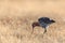 Feeding black-tailed godwit in a grassy setting