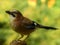 Feeding blue jay is sitting on wooden stake.