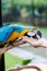 Feeding a blue and yellow macaw in a big open cage