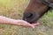 Feeding a brown horse with hands