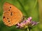 Feeding butterfly