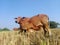 Feeding a calf in a rural paddy field in a Asian village