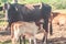 Feeding Calf. Young calf drinking milk from it`s mother cow