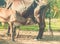 Feeding Calf. Young calf drinking milk from it`s mother cow