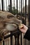 Feeding camel in azoo. hand feeding a camel at the zoo