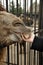 Feeding camel in azoo. hand feeding a camel at the zoo