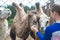 Feeding camels