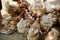 Feeding chickens in the barnyard. A person feeds chickens with grain