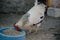 Feeding chickens in the barnyard. A person feeds chickens with grain