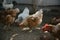 Feeding chickens in the barnyard. A person feeds chickens with grain