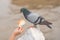 Feeding a city dove: a child`s hand stretches out a bun to a pigeon