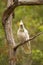 Feeding Cockatoo in Australia