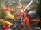 Feeding colorful carps fish from bottles
