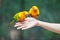 Feeding Colorful parrots