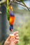 Feeding Colourful Parrot Rainbow Lorikeets