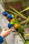 Feeding Colourful Parrot Rainbow Lorikeets