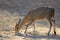 Feeding common duiker - Kruger National Park