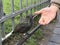 Feeding Common starling or Sturnus vulgaris or European starling at the park in Russia.