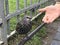 Feeding Common starling or Sturnus vulgaris or European starling at the park in Russia.