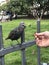 Feeding Common starling or Sturnus vulgaris or European starling at the park in Russia.