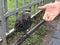 Feeding Common starling or Sturnus vulgaris or European starling at the park in Russia.