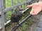 Feeding Common starling or Sturnus vulgaris or European starling at the park in Russia.