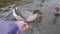 Feeding cookies to wild geese on the southern Ural river in russia.