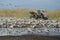 Feeding crane birds in Agamon Hula