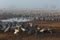 Feeding of the cranes at sunrise in the national Park Agamon of Hula in Israel