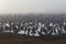 Feeding of the cranes at sunrise in the national Park Agamon of Hula in Israel