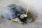 Feeding cucumber to turtle