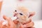 Feeding a cute ginger rescue kitten with a syringe - close up