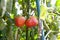 Feeding damaged tomato by stink bug on farm