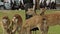 Feeding Deer in Nara Park, Japan.