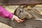 Feeding deers at a farm