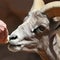 Feeding Desert Bighorn Sheep