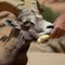 Feeding Desert Bighorn Sheep