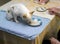 Feeding a dog on a dining table