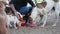 Feeding in dog pound. Hungry dogs eat their food at the dog sanctuary