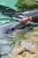 Feeding dolphin