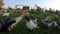 Feeding domestic geese from hand