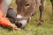 feeding a donkey from the hand. The child feeds