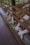 Feeding or eating time for a group of goats in a farm barn